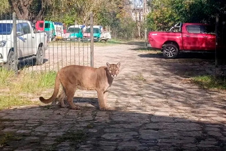Alerta por puma suelto en el Centro de Pilar